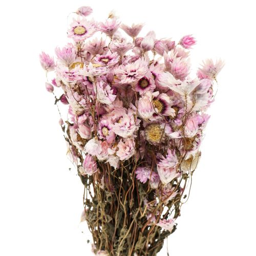 Floristik24 Paille fleurs fleurs séchées blanc rose 20-35cm bouquet 40g