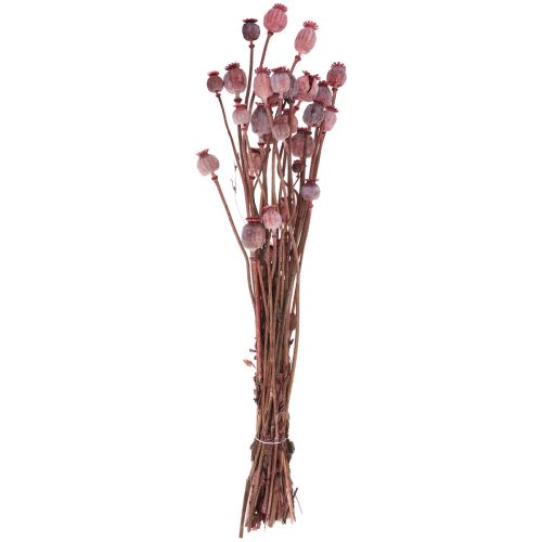 Floristik24 Fleurs séchées Caps de coquelicot séchés Déco Rouge 80g