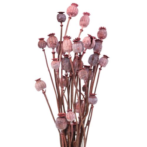 Floristik24 Fleurs séchées Caps de coquelicot séchés Déco Rouge 80g