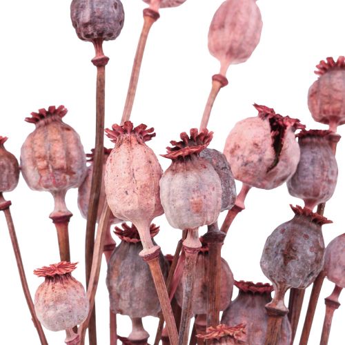 Floristik24 Fleurs séchées Caps de coquelicot séchés Déco Rouge 80g