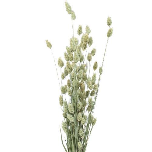 Floristik24 Herbes séchées Phalaris séchées nature floristique sèche 55cm 80g
