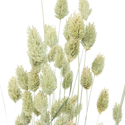 Floristik24 Herbes séchées Phalaris séchées nature floristique sèche 55cm 80g