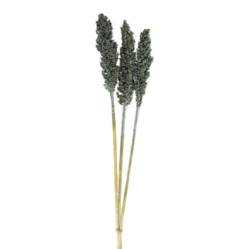 Article Fleurs séchées sorgho millet bleu-vert fleuristerie sèche 72cm 3 pcs
