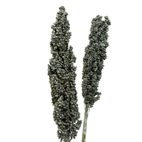 Article Fleurs séchées sorgho millet bleu-vert fleuristerie sèche 72cm 3 pcs