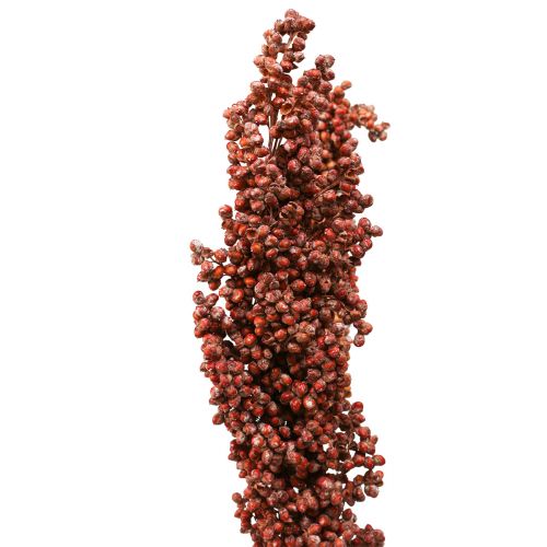 Floristik24 Fleurs séchées Sorgho Millet Orange Fleurs séchées 70cm 3pcs