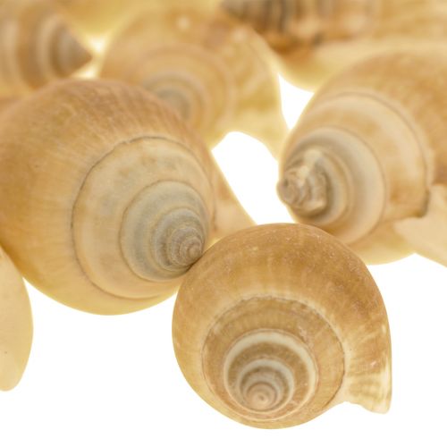 Floristik24 Coquilles d&#39;escargot Déco Escargot de Mer Marron Blanc 3.5-5cm 250g