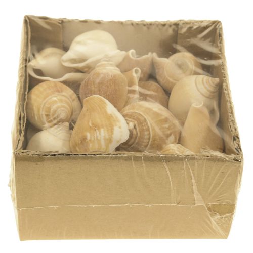 Floristik24 Coquilles d&#39;escargot Déco Escargot de Mer Marron Blanc 3.5-5cm 250g
