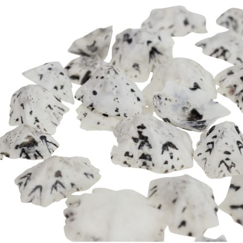 Article Coquillage Déco Coquillages Blanc Noir Petit 1-2.5cm 250g