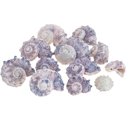 Floristik24 Coquilles d&#39;escargots Déco Escargots de mer Violet Blanc 3-6cm 250g