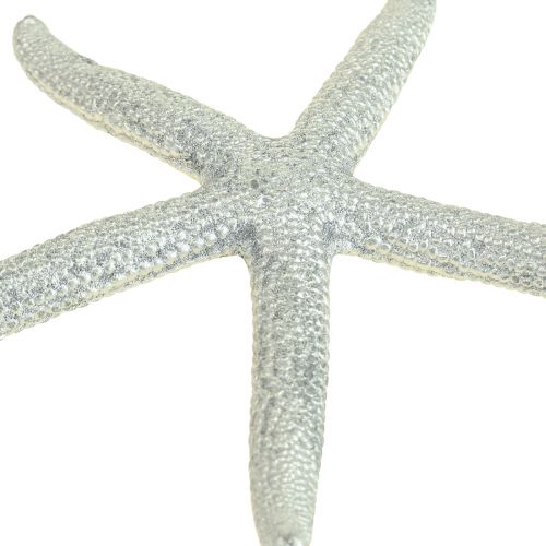 Floristik24 Étoile de mer argent décoration maritime étoile de mer décoration d&#39;été 7,5 cm 10 pcs