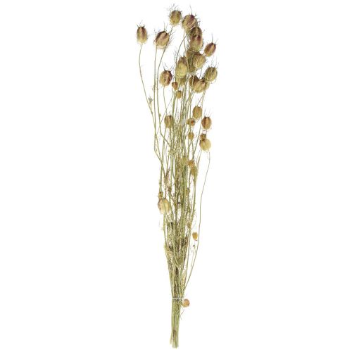Nigelle fleur séchée Jungfer im Grünen fleuristerie sèche 24-45cm 20g