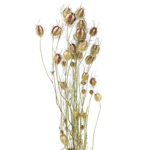 Article Nigelle fleur séchée Jungfer im Grünen fleuristerie sèche 24-45cm 20g