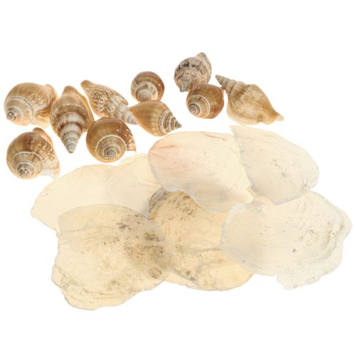 Article Moules de Capiz décoration coquille d&#39;escargot marron maritime blanc 600g