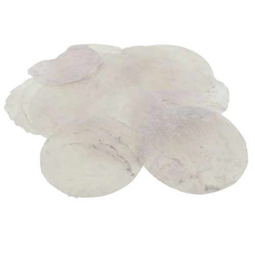 Floristik24 Coquillages de Capiz Disques nacre décoration maritime Ø7cm 600g