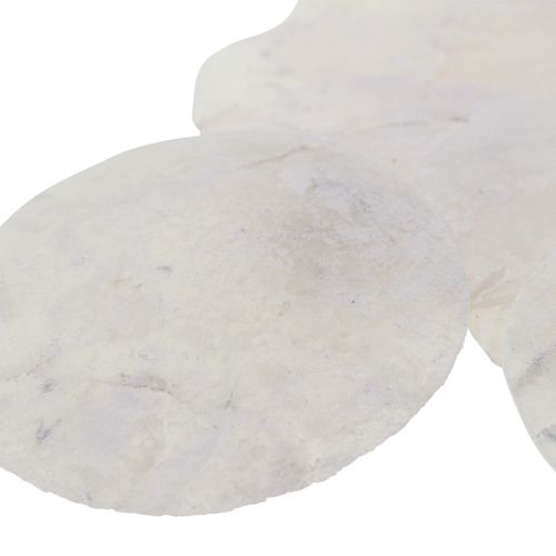 Floristik24 Coquillages de Capiz Disques nacre décoration maritime Ø7cm 600g