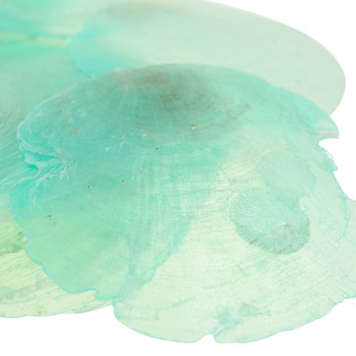 Floristik24 Coquilles de Capiz, disques de Capiz, disques de nacre turquoise 6,5–9,5cm 650g
