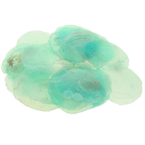Floristik24 Coquilles de Capiz, disques de Capiz, disques de nacre turquoise 6,5–9,5cm 650g