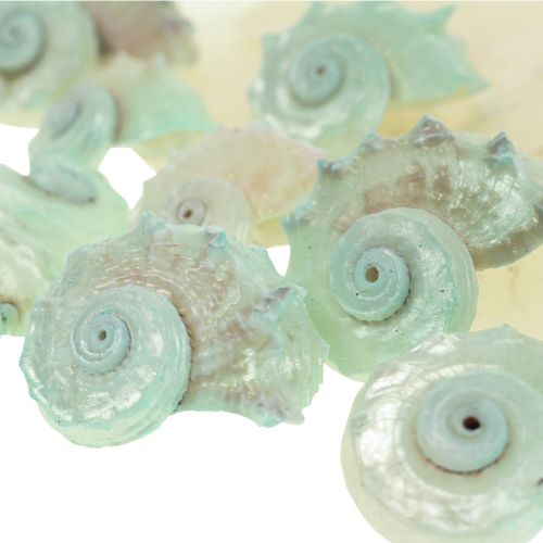 Floristik24 Coquille de nacre de Capiz tranches de nacre coquille d&#39;escargot de mer vert 2–9cm 650g