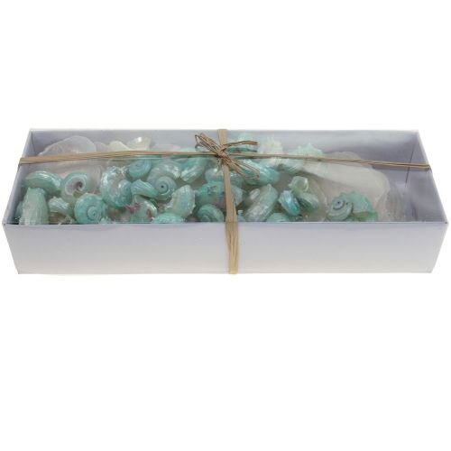Floristik24 Coquille de nacre de Capiz tranches de nacre coquille d&#39;escargot de mer vert 2–9cm 650g