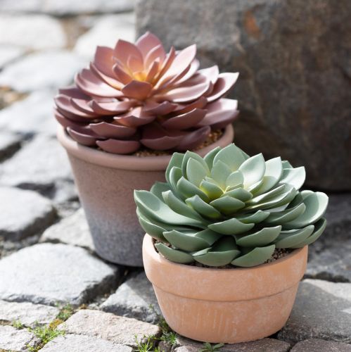 Article Plante succulente en pot Echeveria vert artificiel Ø15cm