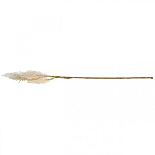 Floristik24 Herbe de pampa blanche crème gazon sec artificiel décoration 82cm