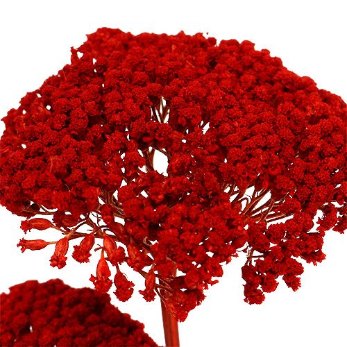 Floristik24 Achillée 1kg coquelicot rouge