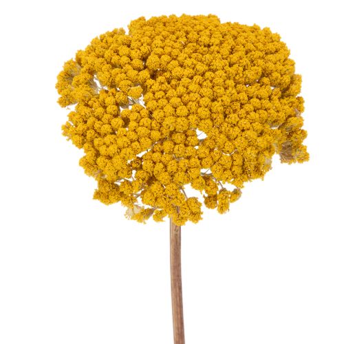 Achillea séchée jaune 1 kg, fleurs séchées naturelles acheter | Floristik24.fr