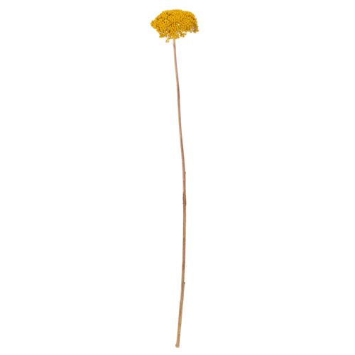 Achillea séchée jaune 1 kg,