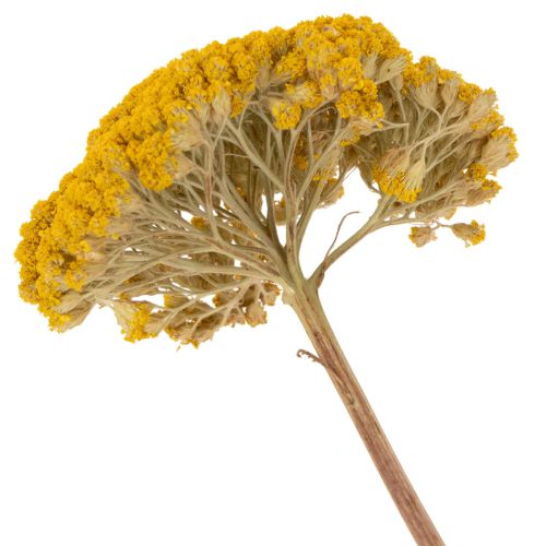 Achillea séchée jaune 1 kg,