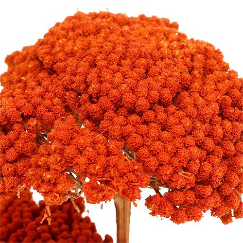 Article Achillea Orange Fleurs Séchées Achillée millefeuille 45-60cm 1kg