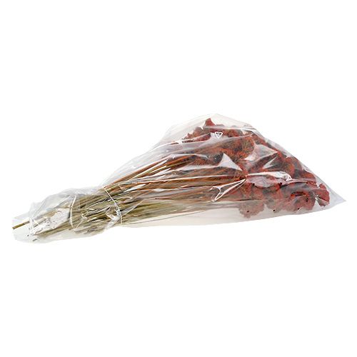 Article Achillea Orange Fleurs Séchées Achillée millefeuille 45-60cm 1kg