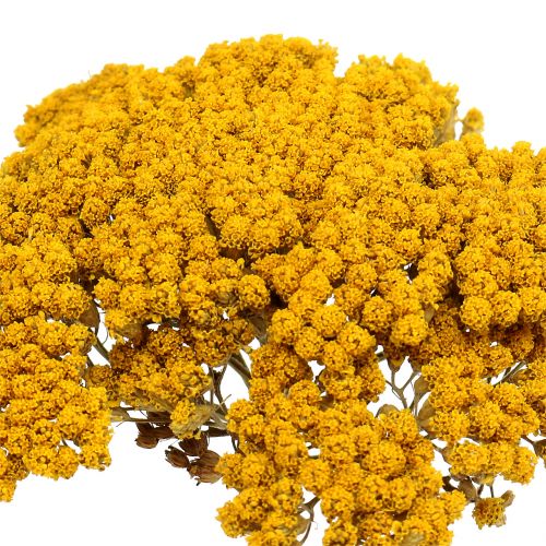 Floristik24 Achillea 500g naturel