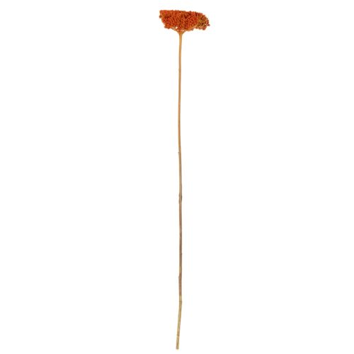 Achillea séchée orange 45–60 cm 1 kg | Floristik24.fr