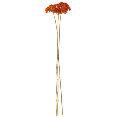 Achillea séchée orange 45–60