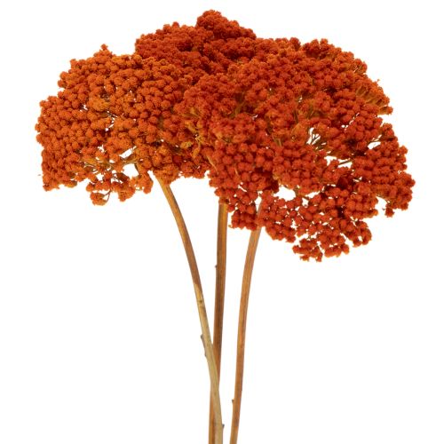 Achillea séchée orange 45–60