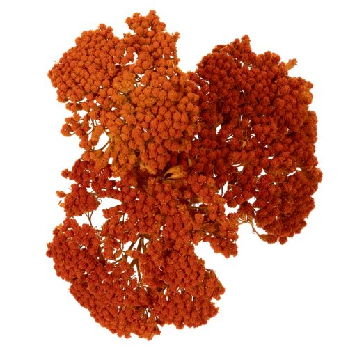 Achillea séchée orange 45–60
