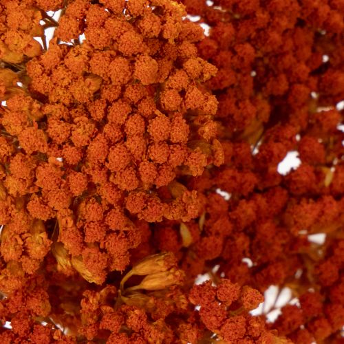Achillea séchée orange 45–60