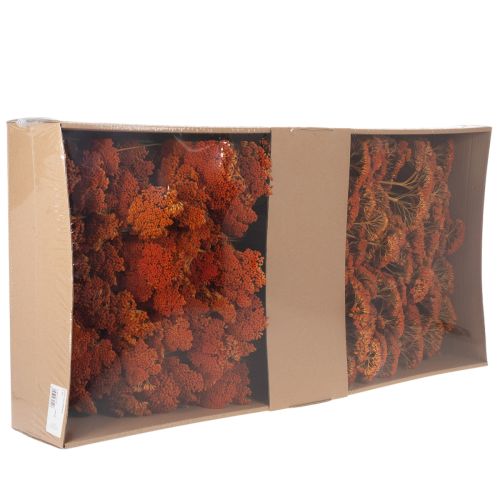 Achillea séchée orange 45–60