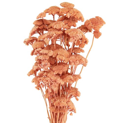 Floristik24 Achillée millefeuille fleurs des prés séchées saumon 40-50cm 80g