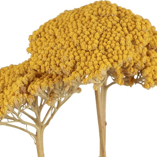 Article Fleurs séchées d'achillée millefeuille Achillea millefolium 30g x 2pcs