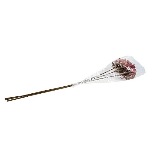 Floristik24 Agapanthe artificiel rouge foncé L75cm 3pcs