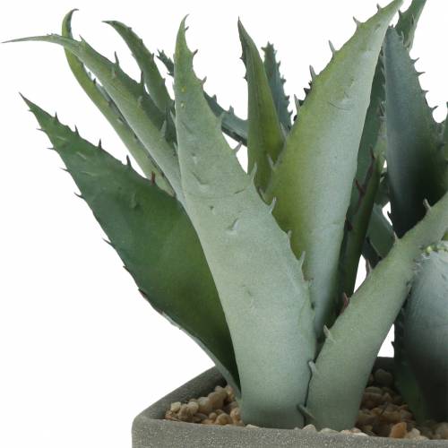 Floristik24 Agave succulent en pot H17cm