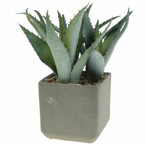 Floristik24 Agave succulent en pot H17cm