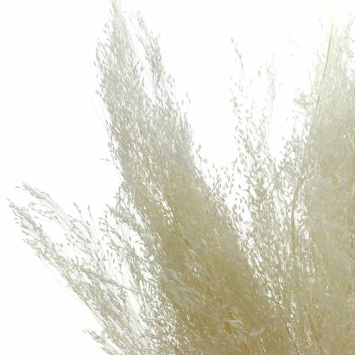 Floristik24 Herbe sèche Agrostis blanchie 40g