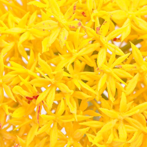 Article Allium Fleur Jaune Oignon Artificiel 80cm Ø14,5cm 2pcs