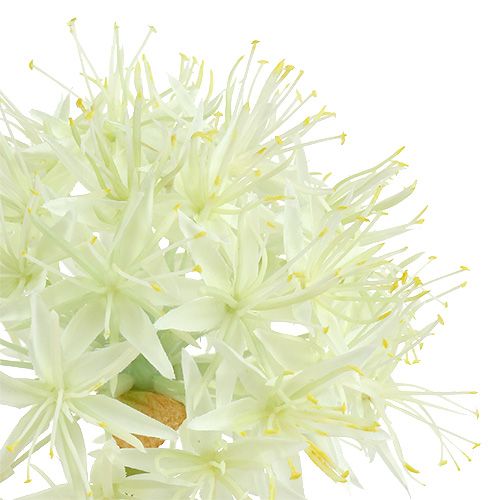 Allium blanc crème L. 76 cm