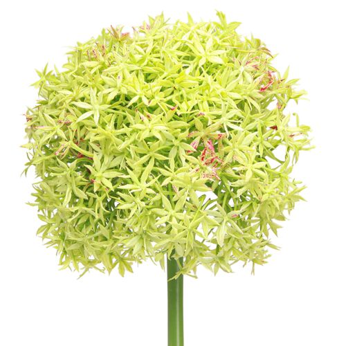 Article Oignon ornemental artificiel fleur verte Allium Ø18cm 90cm