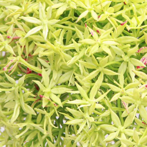 Article Oignon ornemental artificiel fleur verte Allium Ø18cm 90cm