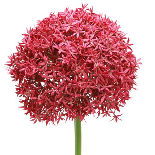 Floristik24 Allium à Bordeaux ail ornemental artificiel Ø18cm L90cm