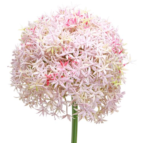 Article Allium à fleurs roses oignon artificiel Ø18cm L90cm